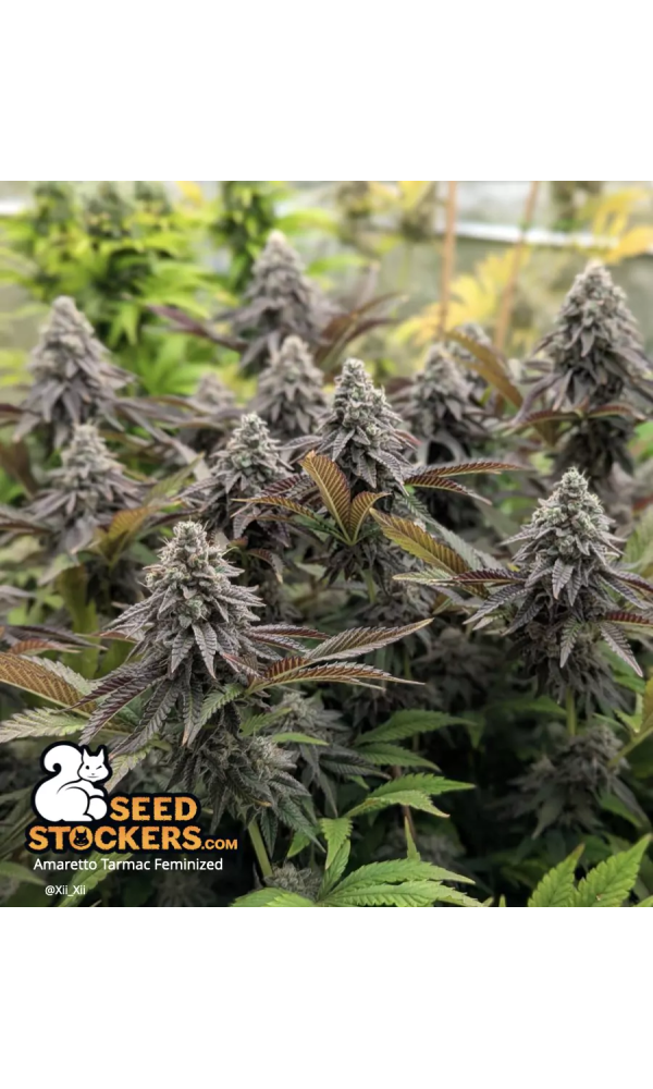 Amaretto Tarmac – Foto.Feminizada – Pack com 3 Unidades – Seedstockers - Imagem 4