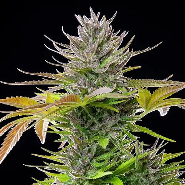 AMG Amnesia Mac Ganja – Foto.Feminizada – Pack com 3 Unidades – Royal Queen - Imagem 5