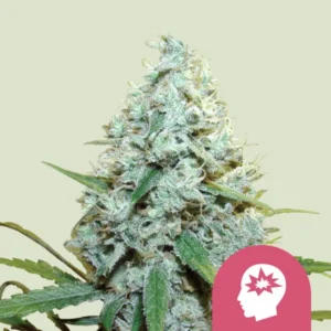 AMG Amnesia Mac Ganja – Foto.Feminizada – Pack com 3 Unidades – Royal Queen