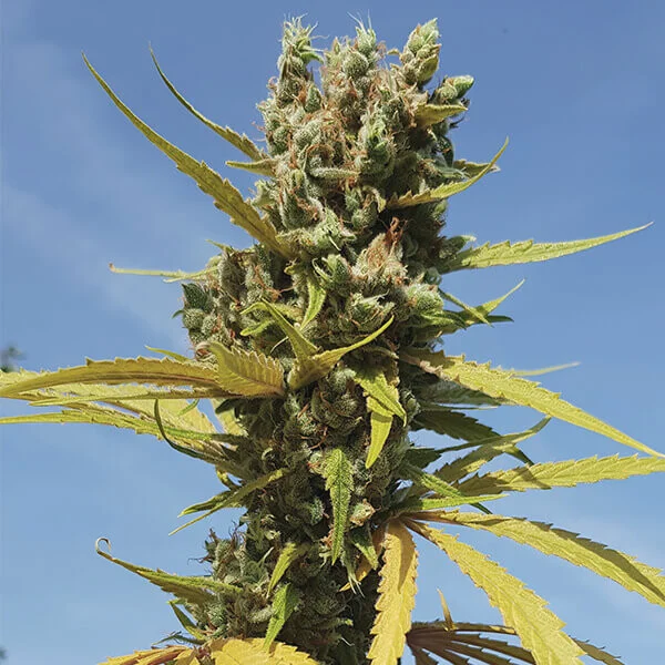 AMG Amnesia Mac Ganja – Foto.Feminizada – Pack com 3 Unidades – Royal Queen - Imagem 2