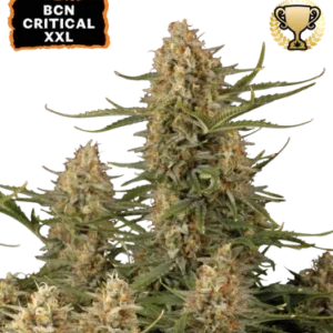 BCN Critical XXL – Foto.Feminizada – Pack com 3 Unidades – Seedstockers