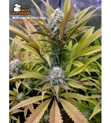 BCN Critical XXL Fast – Foto.Feminizada – Pack com 3 Unidades – Seedstockers - Imagem 2