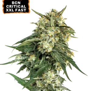 BCN Critical XXL Fast – Foto.Feminizada – Pack com 3 Unidades – Seedstockers