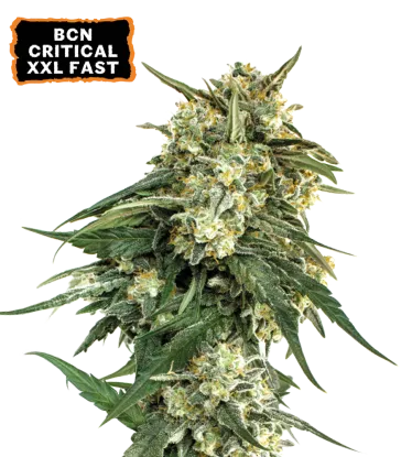 BCN Critical XXL Fast – Foto.Feminizada – Pack com 3 Unidades – Seedstockers