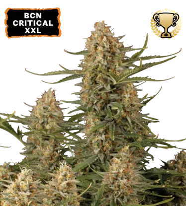 BCN Critical XXL – Foto.Feminizada – Pack com 3 Unidades – Seedstockers