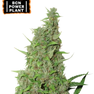 BCN Power Plant – Foto.Feminizada – Pack com 3 Unidades – Seedstockers
