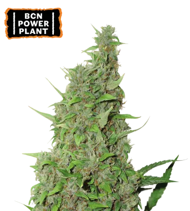 BCN Power Plant – Foto.Feminizada – Pack com 3 Unidades – Seedstockers