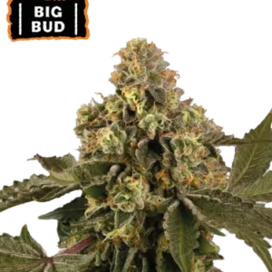 Big Bud – Automática – Pack com 3 Unidades – Seedstockers