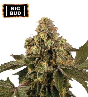 Big Bud – Automática – Pack com 3 Unidades – Seedstockers