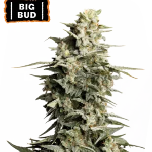 Big Bud Foto Feminizada - Seedstockers