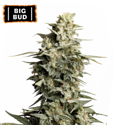 Big Bud Foto Feminizada - Seedstockers