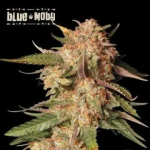 Blue Moby – Automática – Pack com 3 Unidades – Seedstockers