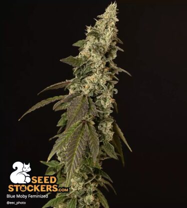 Blue Moby – Foto.Feminizada – Pack com 3 Unidades – Seedstockers - Imagem 3