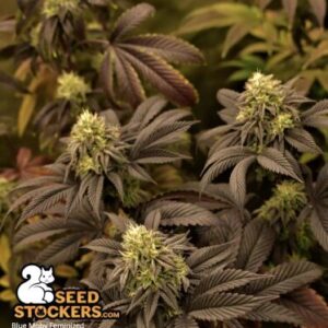Blue Moby – Foto.Feminizada – Pack com 3 Unidades – Seedstockers