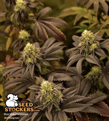 Blue Moby – Foto.Feminizada – Pack com 3 Unidades – Seedstockers