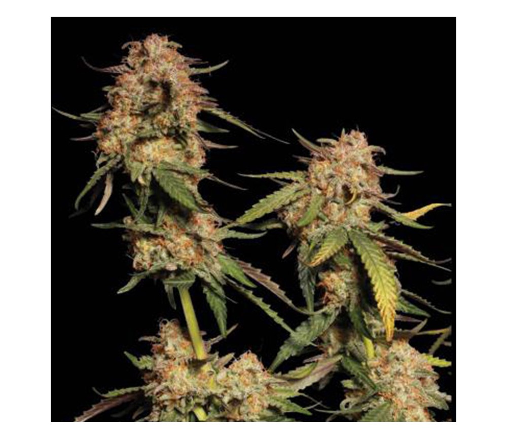 Blue Moby – Automática – Pack com 3 Unidades – Seedstockers - Imagem 4