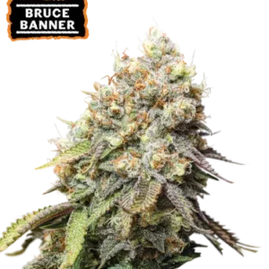 Bruce Banner Foto Feminizada - Seedstockers