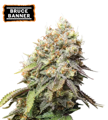 Bruce Banner Foto Feminizada - Seedstockers