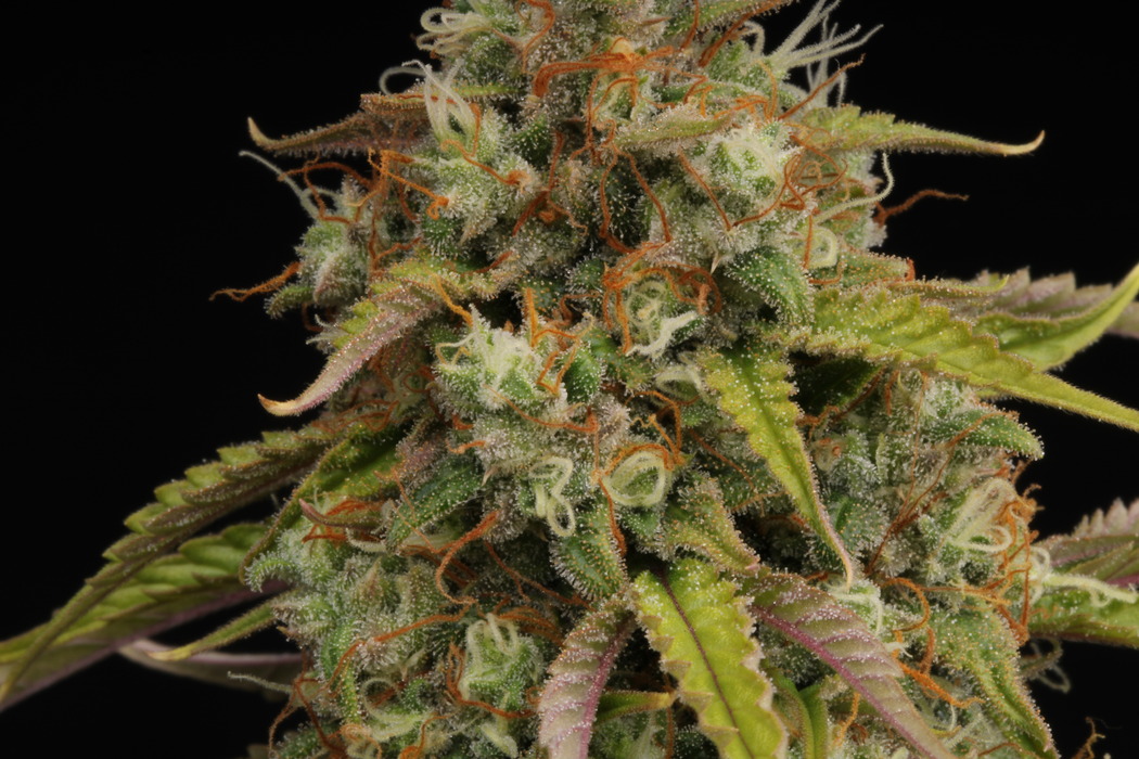 Candy Dawg – Automática – Pack com 3 Unidades – Seedstockers - Imagem 2