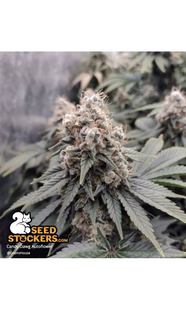 Candy Dawg – Automática – Pack com 3 Unidades – Seedstockers - Imagem 3