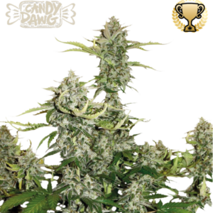 Candy Dawg Seedstockers - Seedstockers