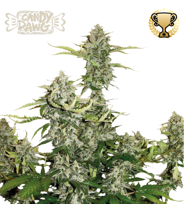Candy Dawg Seedstockers - Seedstockers