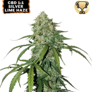 1:1 Silver Lime Haze - Seedstockers