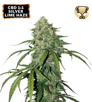 1:1 Silver Lime Haze - Seedstockers