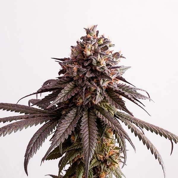Gelato Foto Feminizada Santa Semente - Santa Semente