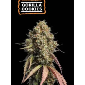 Gorilla Cookies – Automática – Pack com 3 Unidades – Seedstockers