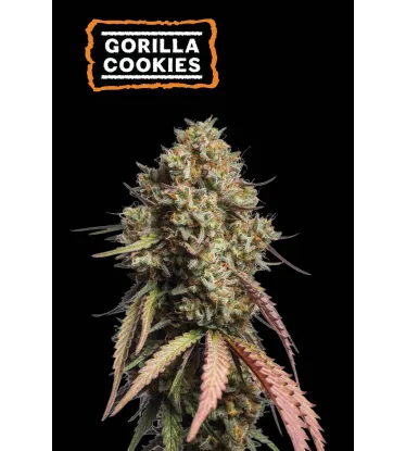 Gorilla Cookies – Automática – Pack com 3 Unidades – Seedstockers