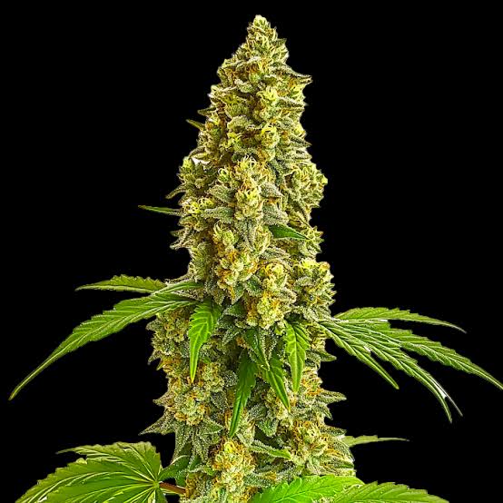 Lemon Haze – Automática – Pack com 1 Unidade – Santa Semente - Imagem 2