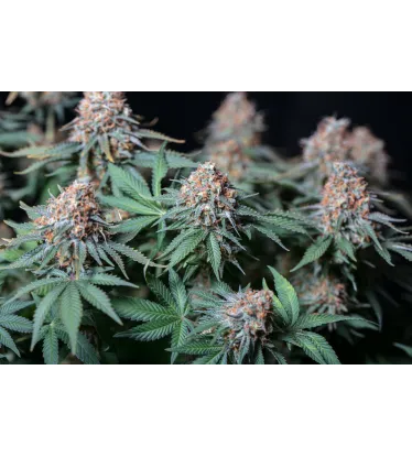 Moby Dick – Foto.Feminizada – Pack com 3 Unidades – Seedstockers - Imagem 4