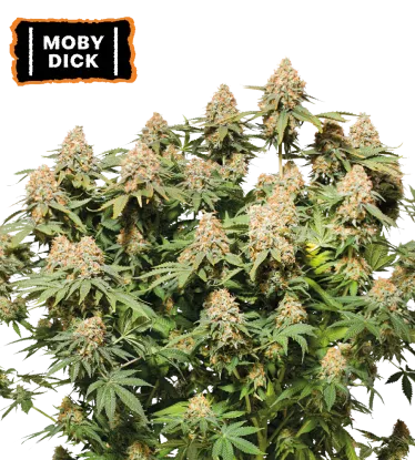 Moby Dick – Foto.Feminizada – Pack com 3 Unidades – Seedstockers - Imagem 2