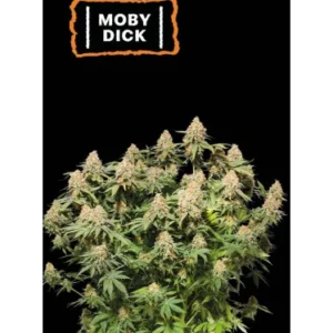 Moby Dick – Foto.Feminizada – Pack com 3 Unidades – Seedstockers