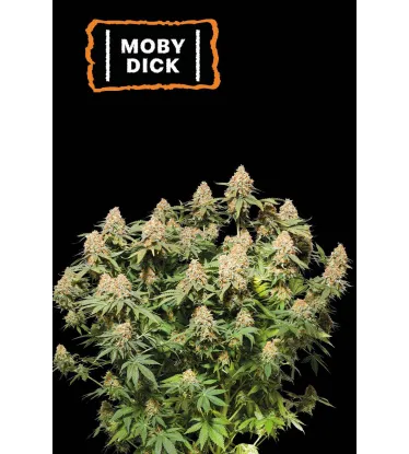 Moby Dick – Foto.Feminizada – Pack com 3 Unidades – Seedstockers