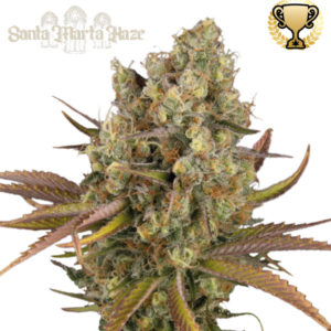Santa Marta Haze Seedstockers - Seedstockers