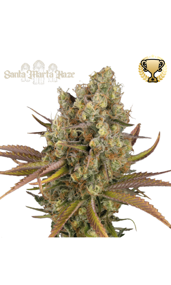 Santa Marta Haze Seedstockers - Seedstockers