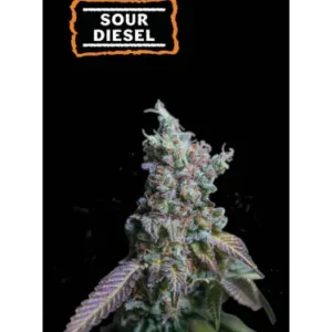 Sour Diesel – Automática – Pack com 3 Unidades – Seedstockers