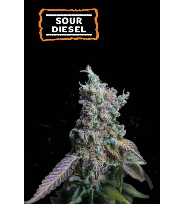 Sour Diesel – Automática – Pack com 3 Unidades – Seedstockers