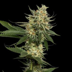 Tangie Foto Feminizada Santa Semente - Santa Semente