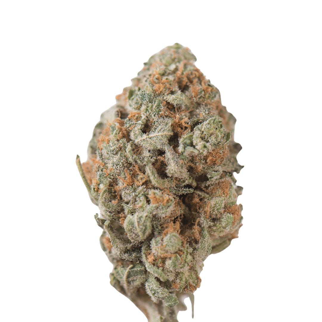 Tangie – Foto.Feminizada – Pack com 1 Unidade – Santa Semente - Imagem 2