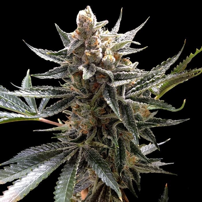 Tangie – Foto.Feminizada – Pack com 1 Unidade – Santa Semente - Imagem 3