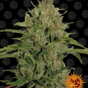 Triple Cheese - Fot. Feminizada - Pack com 3 unidades - BARNEYS FARM