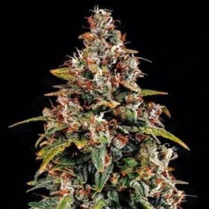 Watermelon Zkittlez - Santa Semente