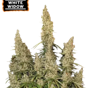 White Widow Seedstockers - Seedstockers