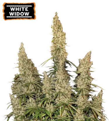 White Widow Seedstockers - Seedstockers