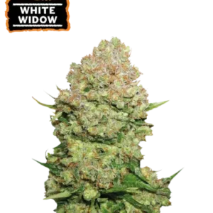 White Widow – Foto.Feminizada – Pack com 3 Unidades – Seedstockers