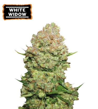 White Widow – Foto.Feminizada – Pack com 3 Unidades – Seedstockers